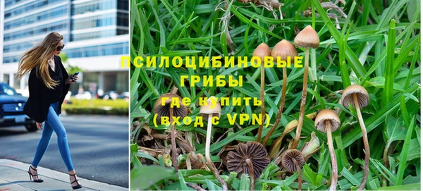 шишки Аркадак